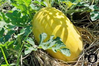 Picture of Taiwan F1 Hybrid Yellow Water Melon Seeds 0.5gm Intact Pack