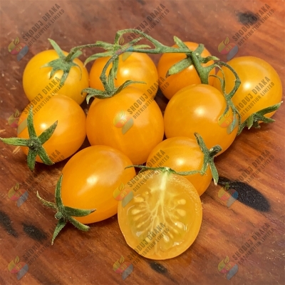 Picture of Yellow Cherry Tomato Seeds 5pcs Re-Pack (Thailand)
