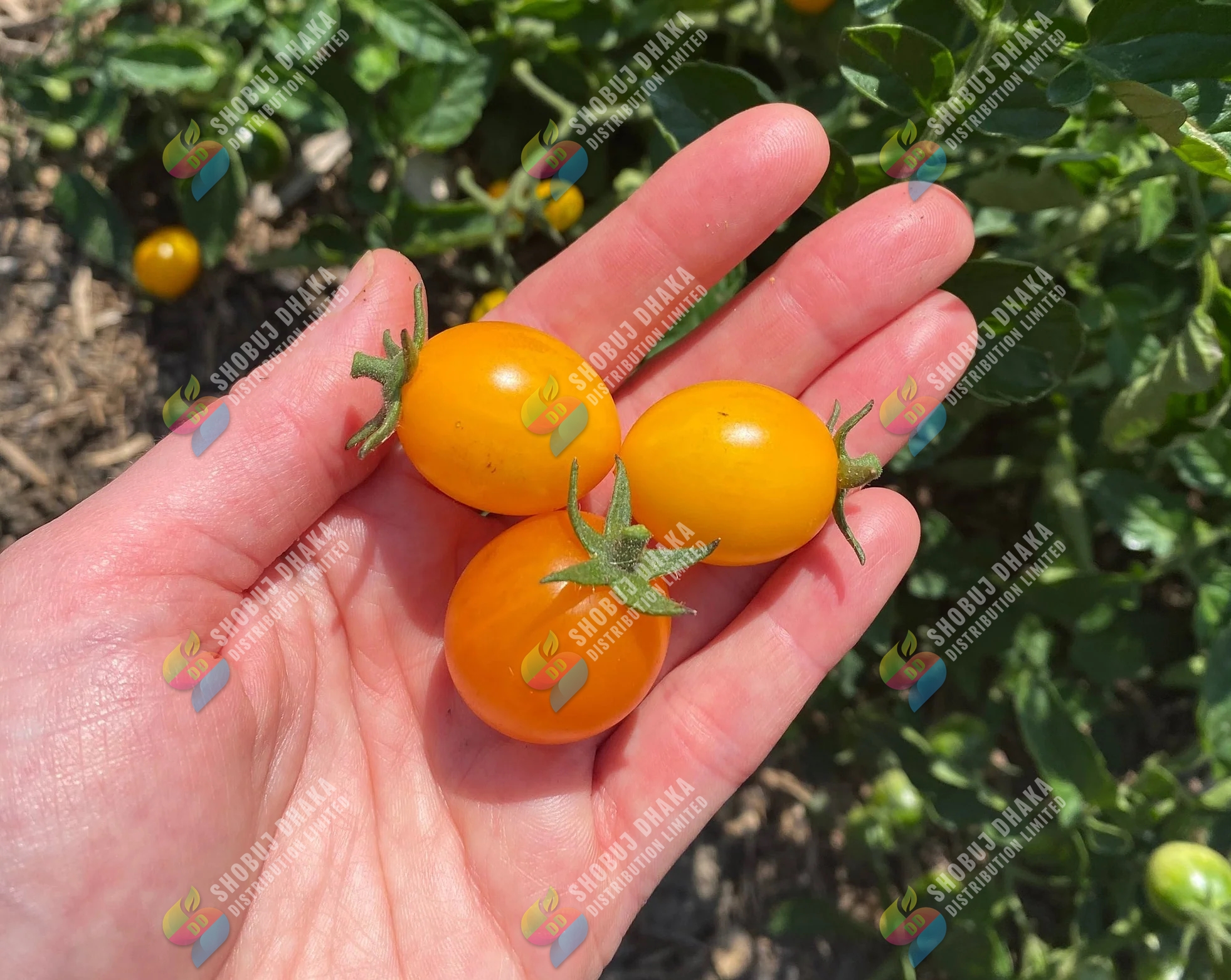 Picture of Yellow Cherry Tomato Seeds 5pcs Re-Pack (Thailand)