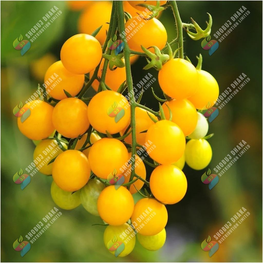 Picture of Yellow Cherry Tomato Seeds 5pcs Re-Pack (Thailand)