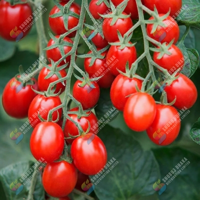 Picture of RED Cherry Tomato Seeds 5pcs Re-Pack (Thailand)