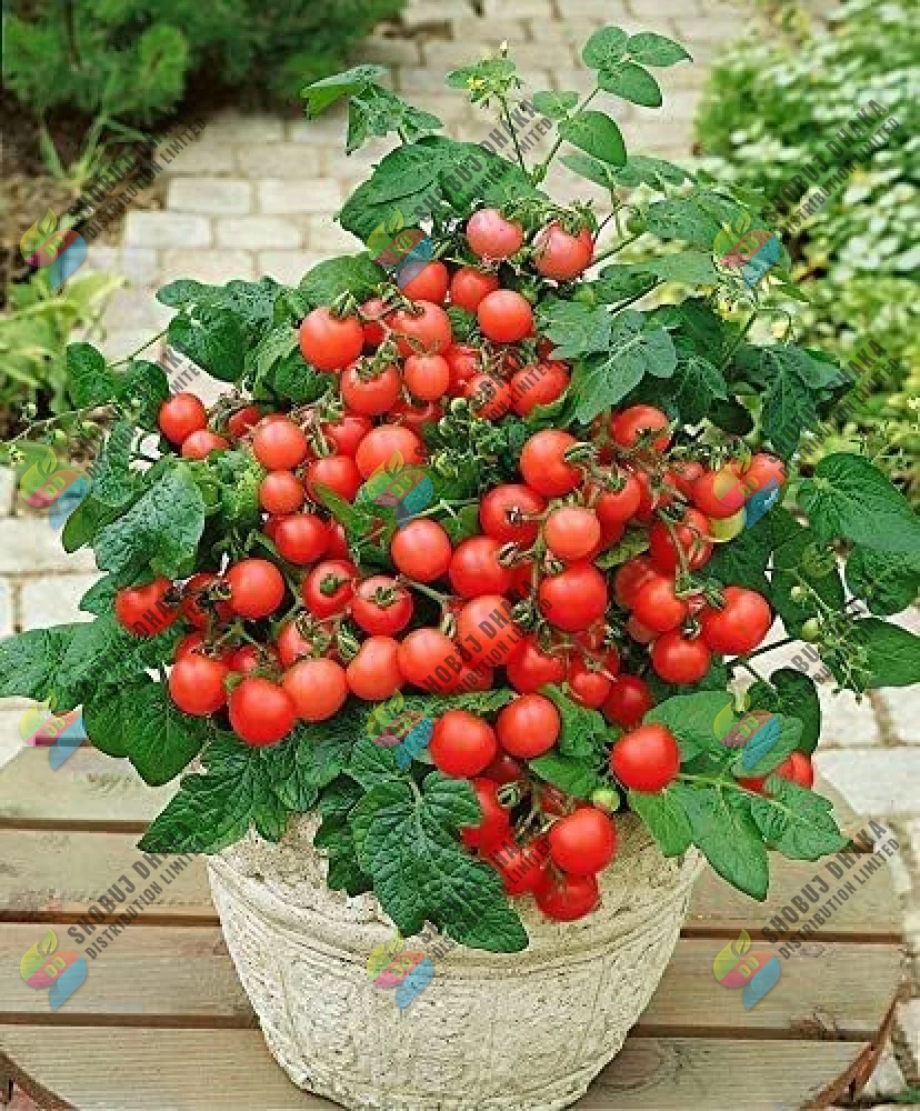 Picture of RED Cherry Tomato Seeds 5pcs Re-Pack (Thailand)
