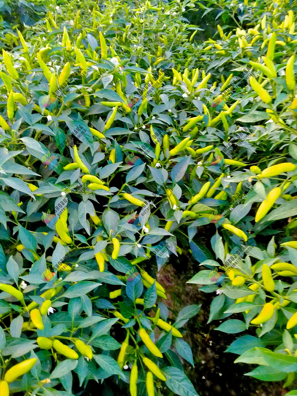 Picture of Yellow Borshali Chili Seeds 10pcs Re-Pack