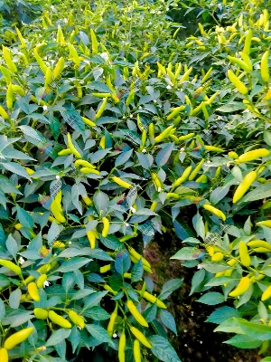 Picture of Yellow Borshali Chili Seeds 10pcs Re-Pack