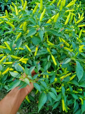 Picture of Yellow Borshali Chili Seeds 10pcs Re-Pack