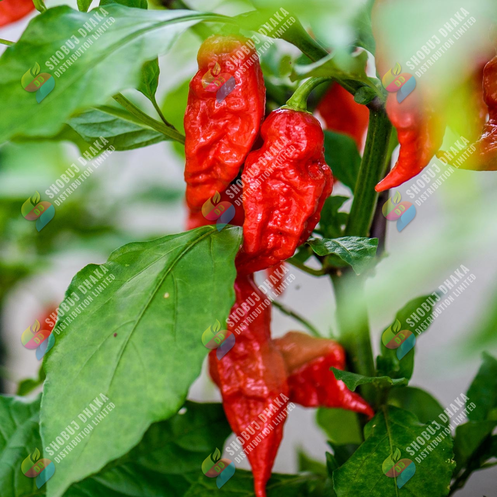 Picture of F1 HYBRID Naga Chili Seeds 3gm Brand Pack