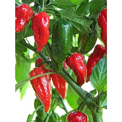 Picture of F1 HYBRID Naga Chili Seeds 3gm Brand Pack