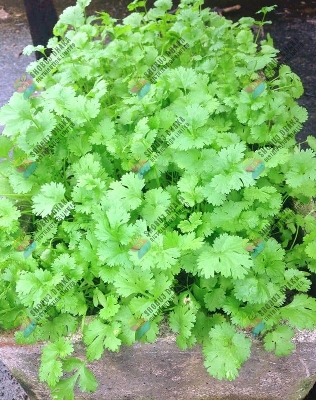 Picture of 10 Item Shak Seeds Combo Offer