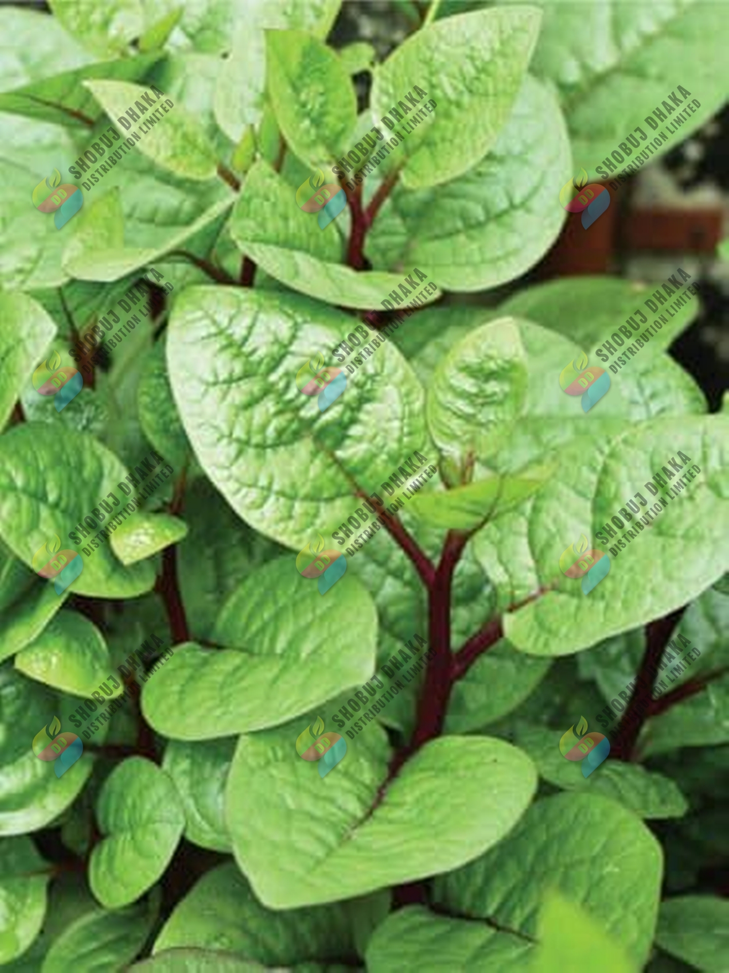 Picture of 10 Item Shak Seeds Combo Offer