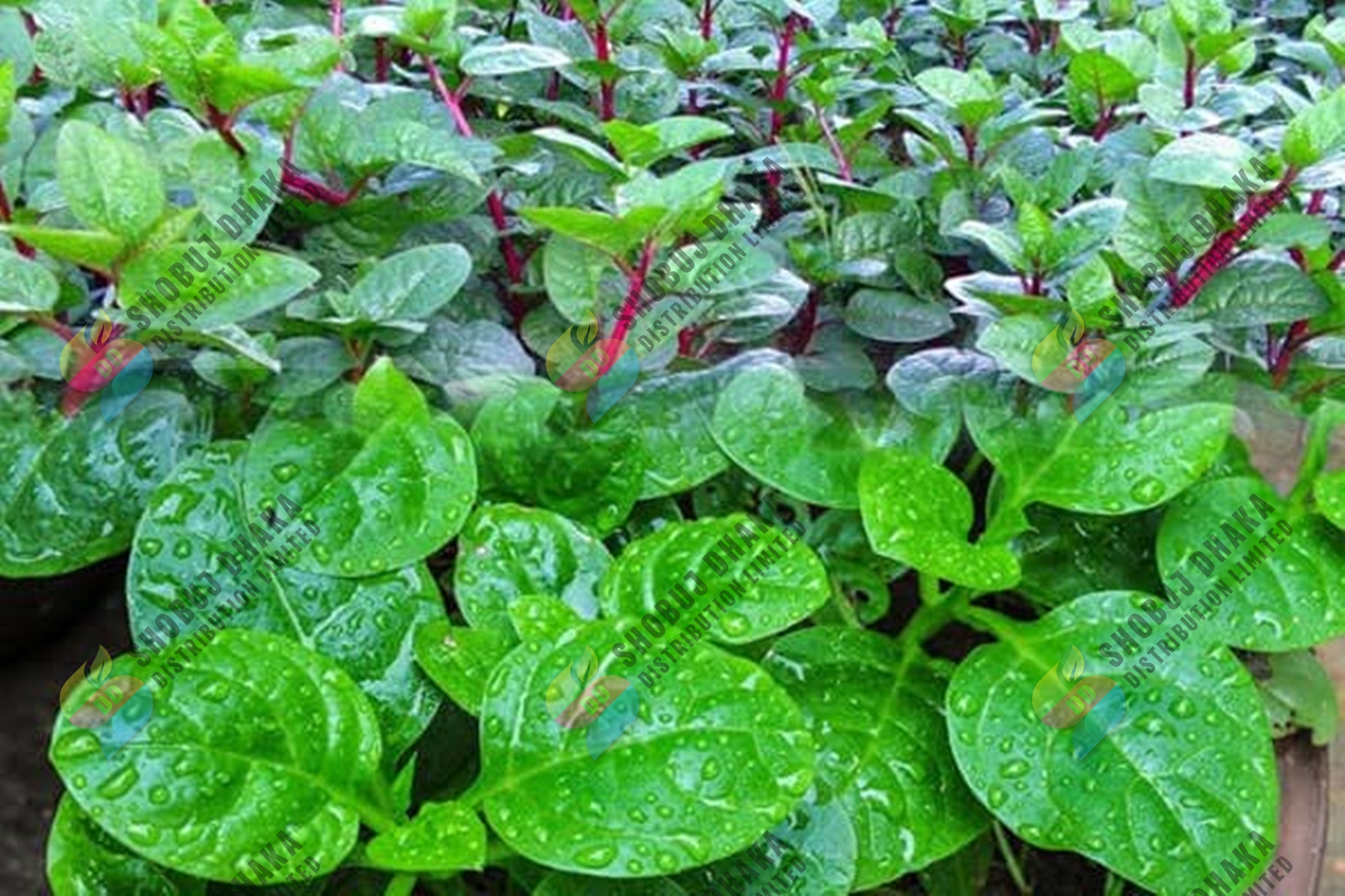 Picture of 10 Item Shak Seeds Combo Offer