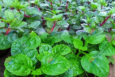 Picture of 10 Item Shak Seeds Combo Offer