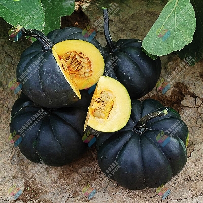 Picture of Imported BLACK PUMPKIN SEEDS 10gm Brand Pack For Gardening