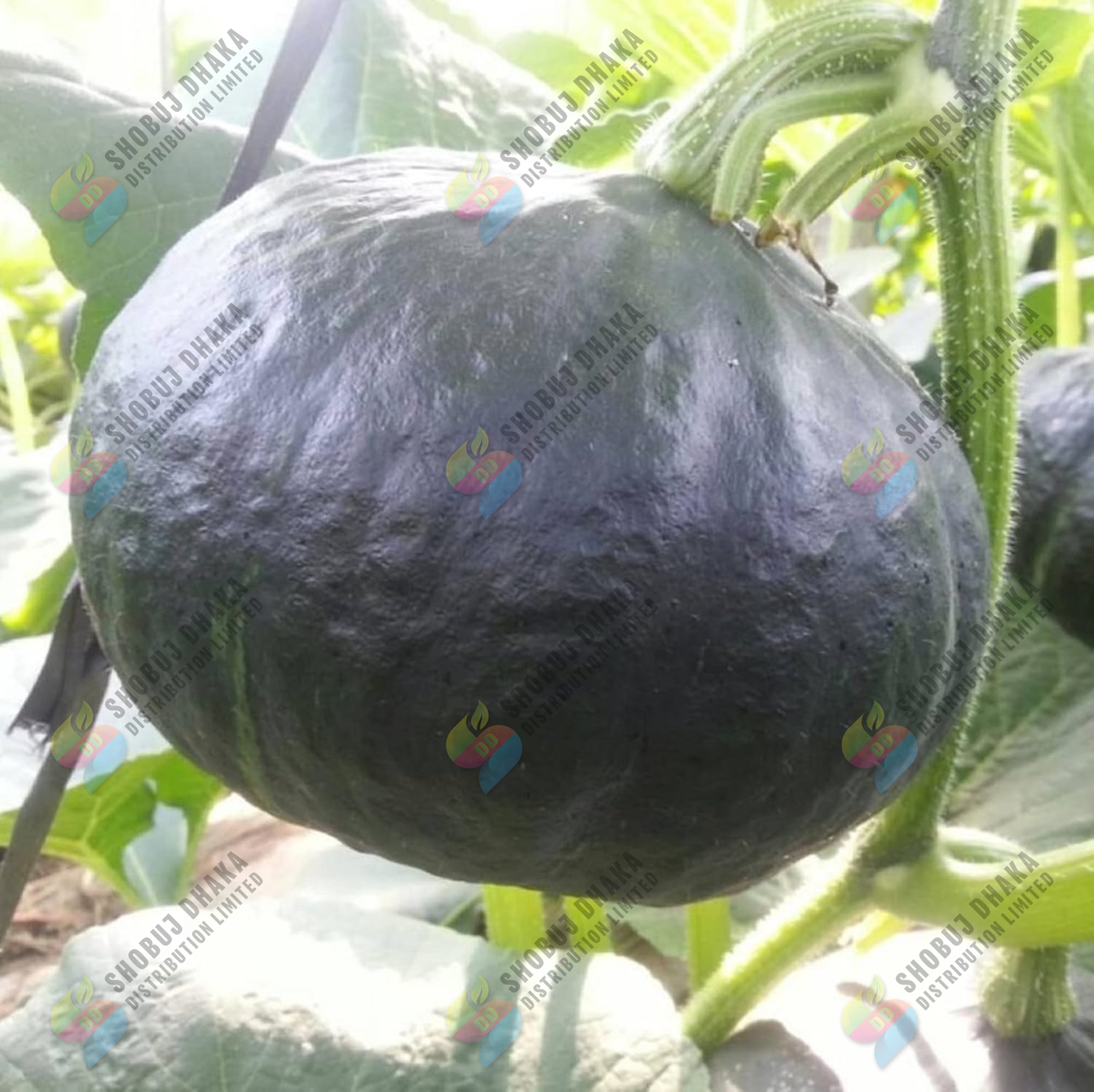 Picture of Imported BLACK PUMPKIN SEEDS 10gm Brand Pack For Gardening