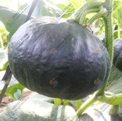 Picture of Imported BLACK PUMPKIN SEEDS 10gm Brand Pack For Gardening