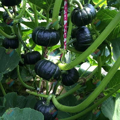 Picture of High Yield Japanese Pumpkin Seeds (৫ Seed) 日本南瓜种子 Black Pumpkin Seed Sweet Glutinous Chestnut Pumpkin Plant Seeds for Planting Vegetables Squash Seeds Organic Vegetables Seeds Live Vegetable Plants Potted Vegetable Seeds Easy To Grow benih sayur sayuran