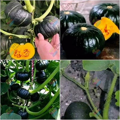 Picture of High Yield Japanese Pumpkin Seeds (৫ Seed) 日本南瓜种子 Black Pumpkin Seed Sweet Glutinous Chestnut Pumpkin Plant Seeds for Planting Vegetables Squash Seeds Organic Vegetables Seeds Live Vegetable Plants Potted Vegetable Seeds Easy To Grow benih sayur sayuran