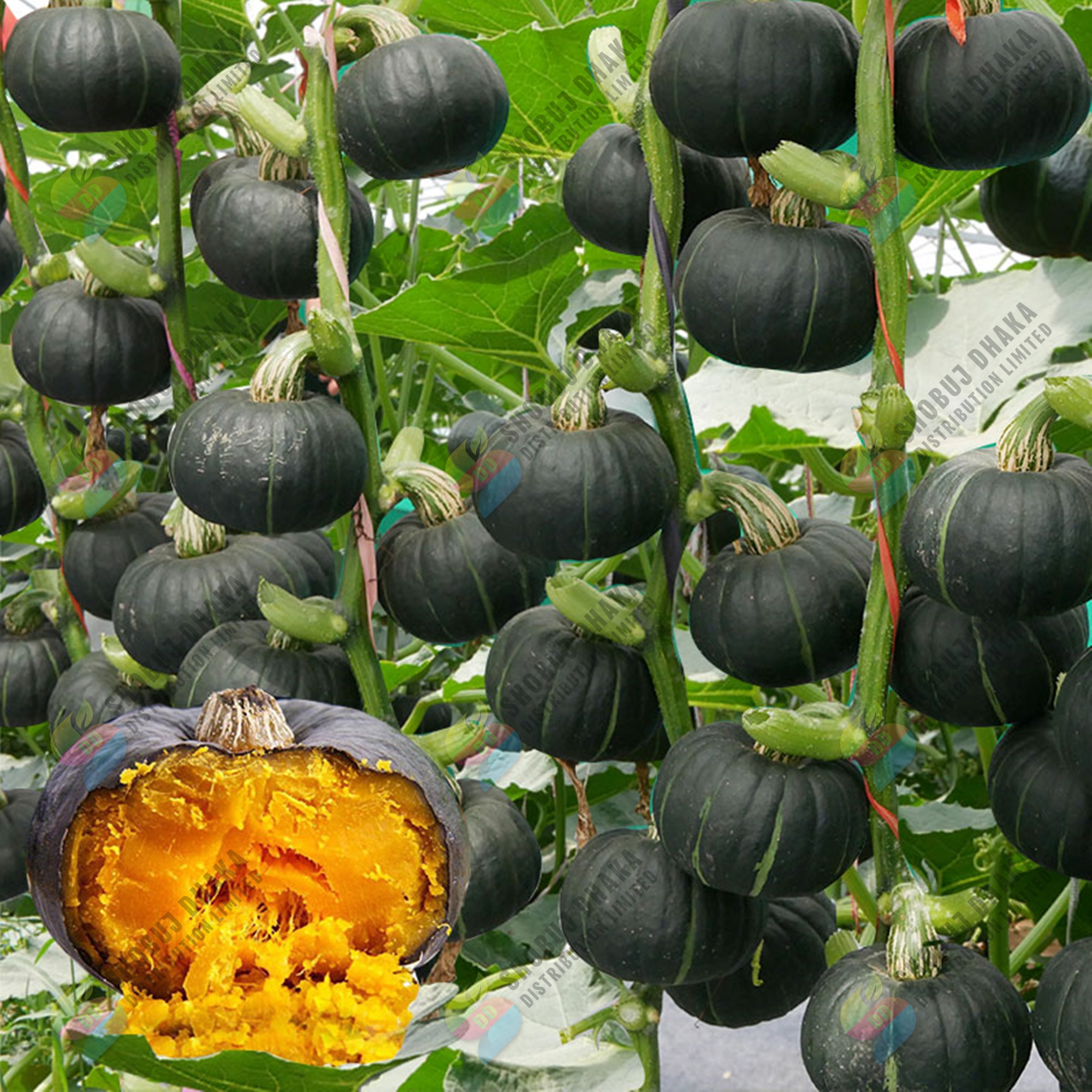 Picture of High Yield Japanese Pumpkin Seeds (৫ Seed) 日本南瓜种子 Black Pumpkin Seed Sweet Glutinous Chestnut Pumpkin Plant Seeds for Planting Vegetables Squash Seeds Organic Vegetables Seeds Live Vegetable Plants Potted Vegetable Seeds Easy To Grow benih sayur sayuran