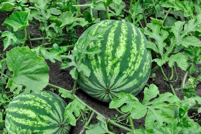 Picture of Watermelon Seed F1 Hybrid All Season - 2gm Intact pack