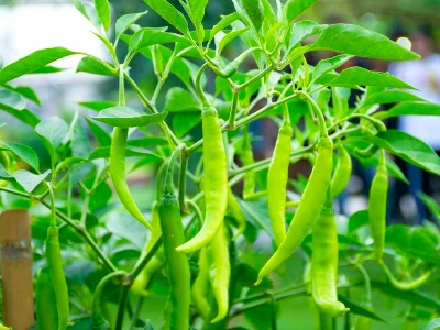 Picture of Dhani lanka Seeds High germination 1gm Re-Pack