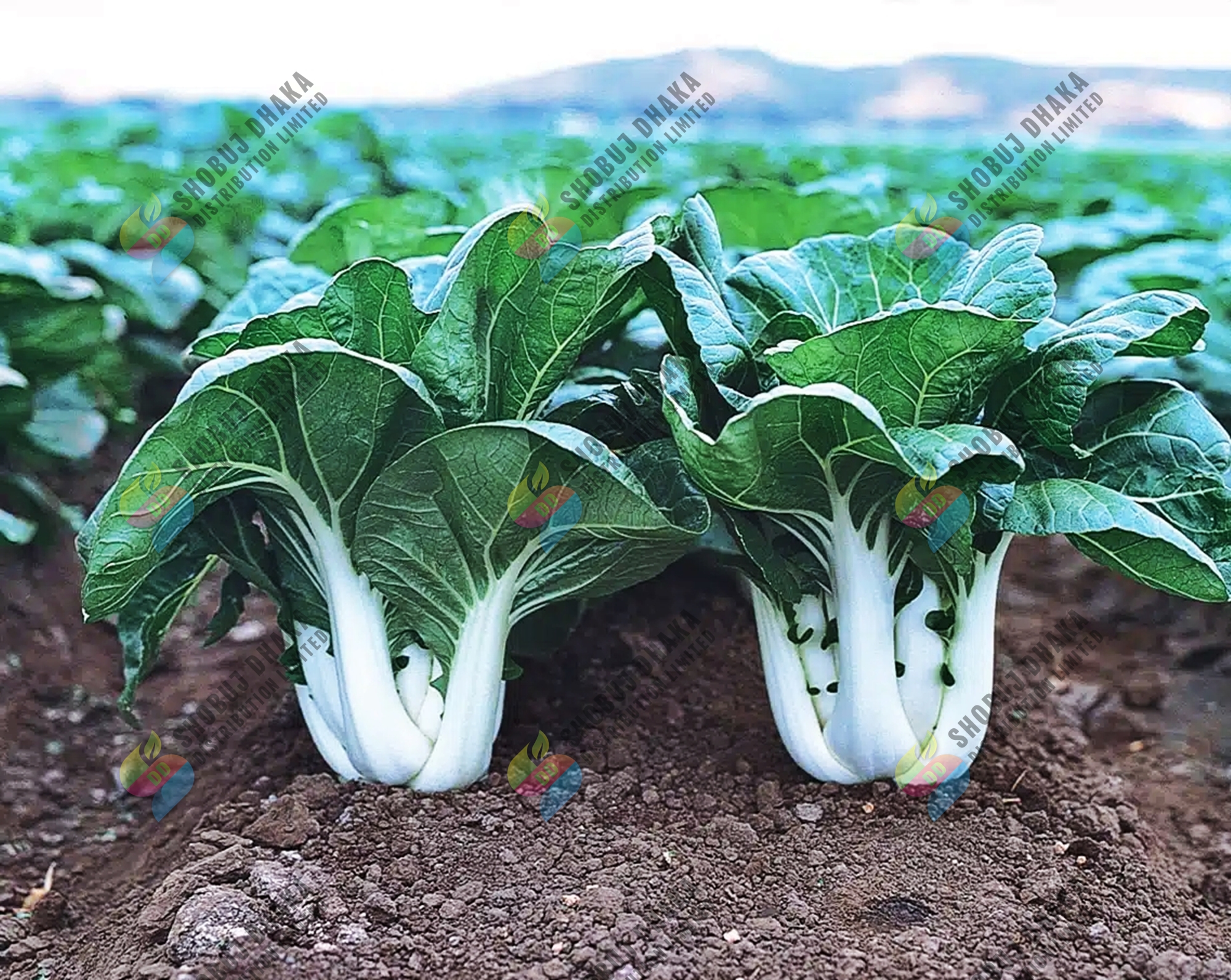 Picture of High Quality - Pak Choy Seeds - 100+ Seeds for Your Garden - Easy to Use and Maintain - Refine and Excellent - Refine and Excellent