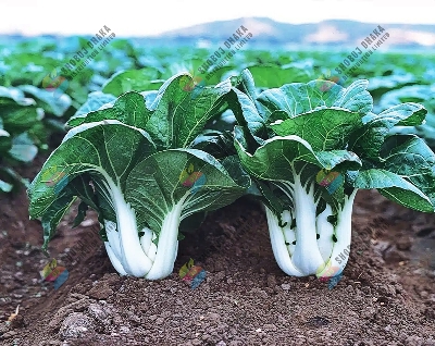 Picture of High Quality - Pak Choy Seeds - 100+ Seeds for Your Garden - Easy to Use and Maintain - Refine and Excellent - Refine and Excellent