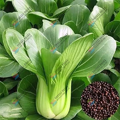 Picture of High Quality - Pak Choy Seeds - 100+ Seeds for Your Garden - Easy to Use and Maintain - Refine and Excellent - Refine and Excellent