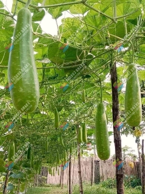 Picture of Hybrid All Season Lau Seeds 5pcs