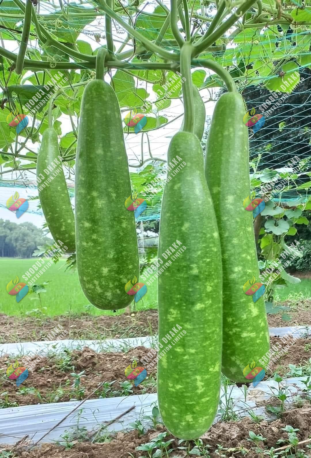 Picture of Hybrid All Season Lau Seeds 5pcs