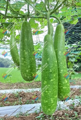 Picture of Hybrid All Season Lau Seeds 5pcs