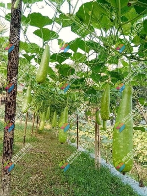 Picture of Hybrid All Season Lau Seeds 5pcs