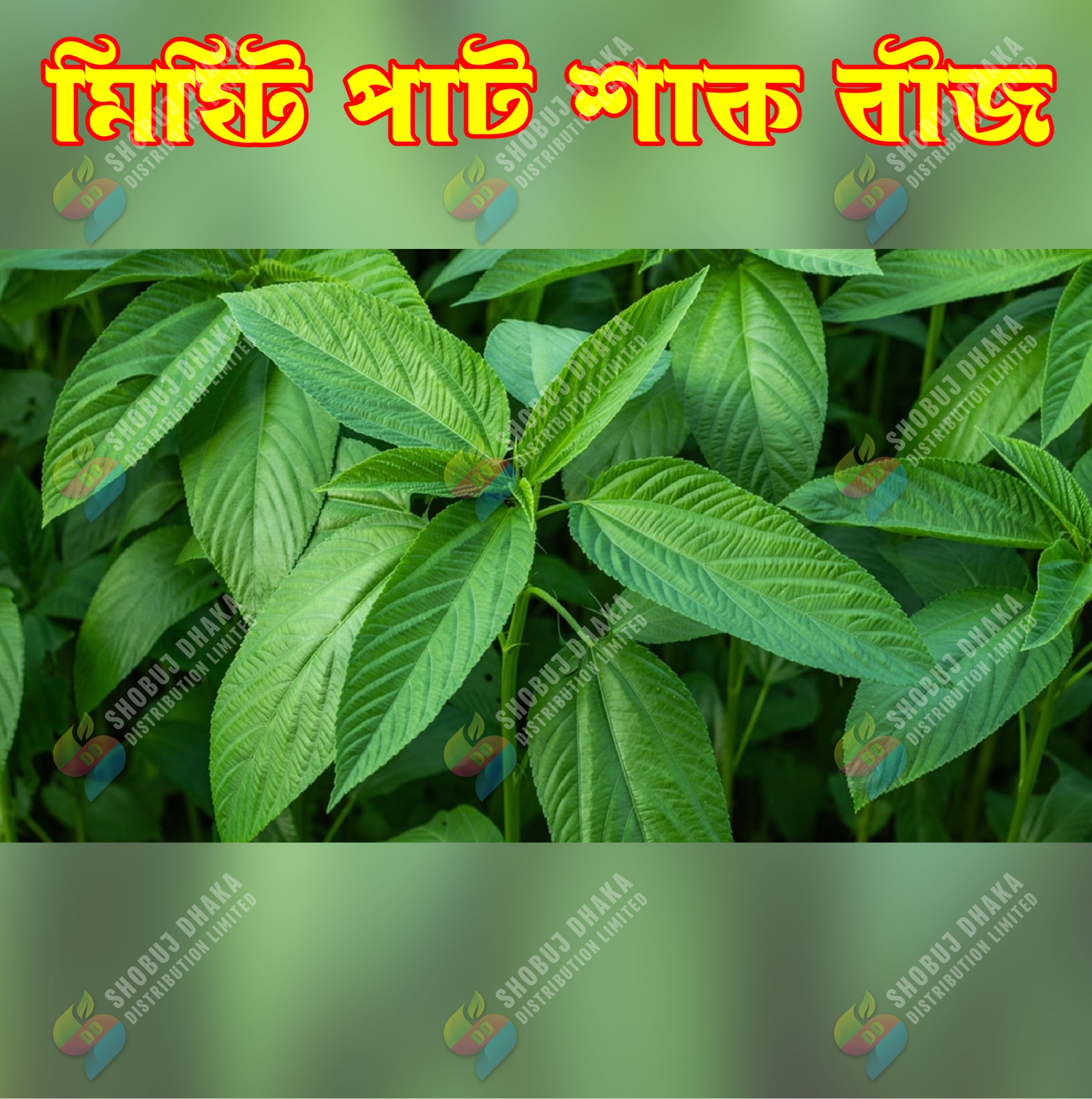Picture of Misti Pat Shak Seeds 2gm Re-Pack