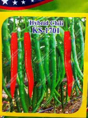 Picture of All Season Hybrid Chili KS 1701 Intact Pack 1gm Seeds