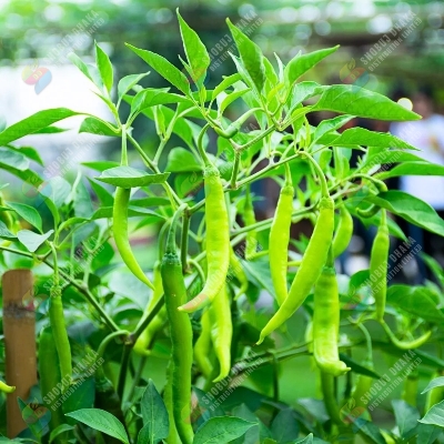 Picture of All Season Hybrid Chili KS 1701 Intact Pack 1gm Seeds