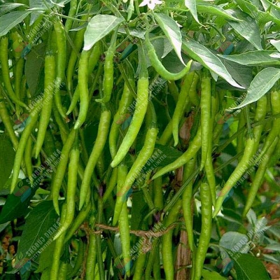 Picture of All Season Hybrid Chili KS 1701 Intact Pack 1gm Seeds