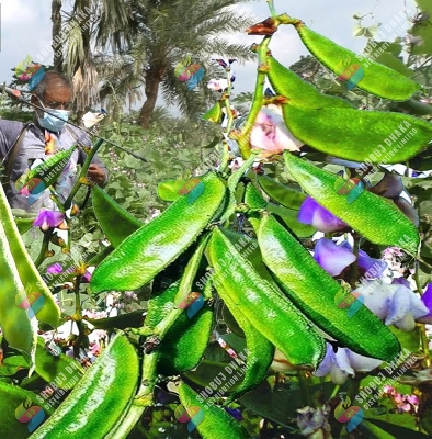 Picture of Early Country Bean Seeds 1gm Re-pack