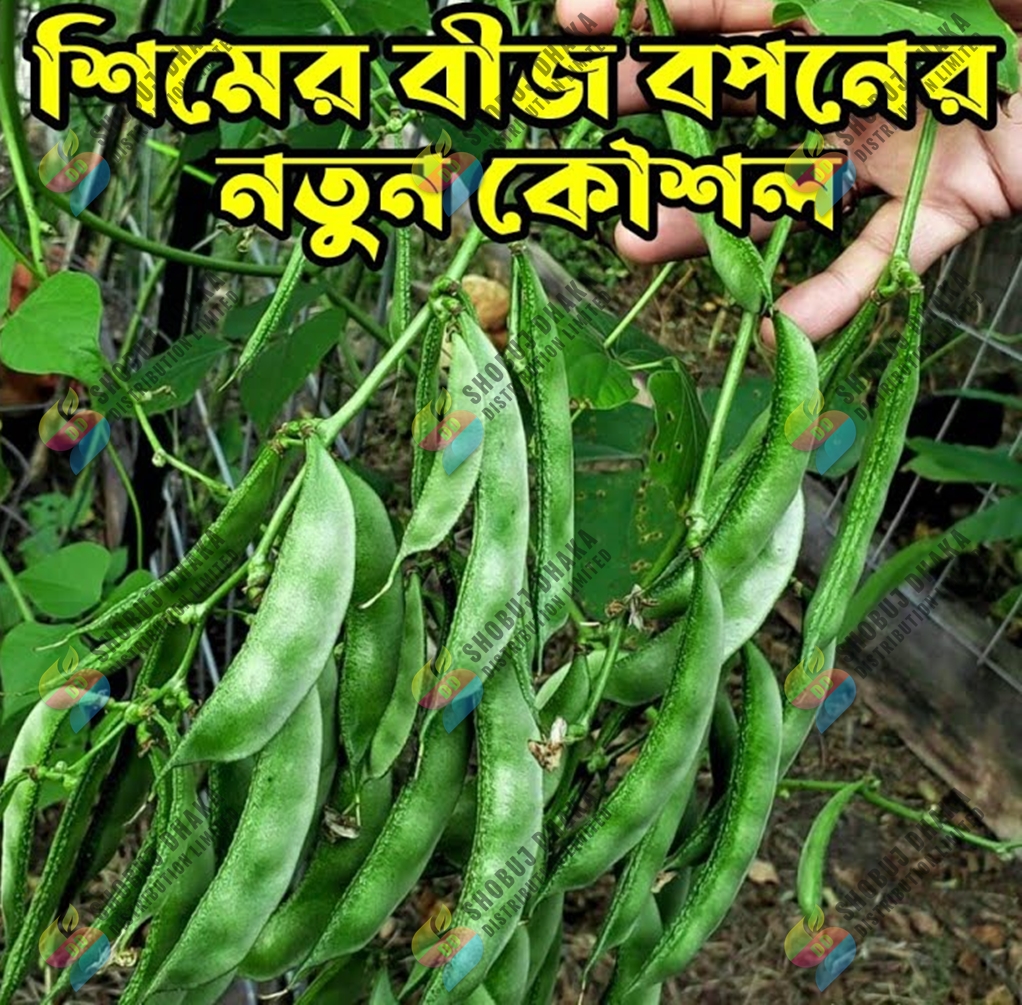 Picture of Early Country Bean Seeds 1gm Re-pack