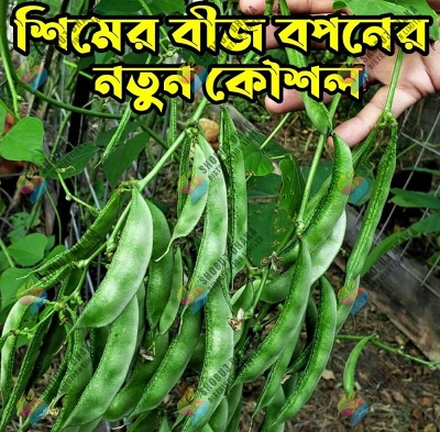 Picture of Early Country Bean Seeds 1gm Re-pack