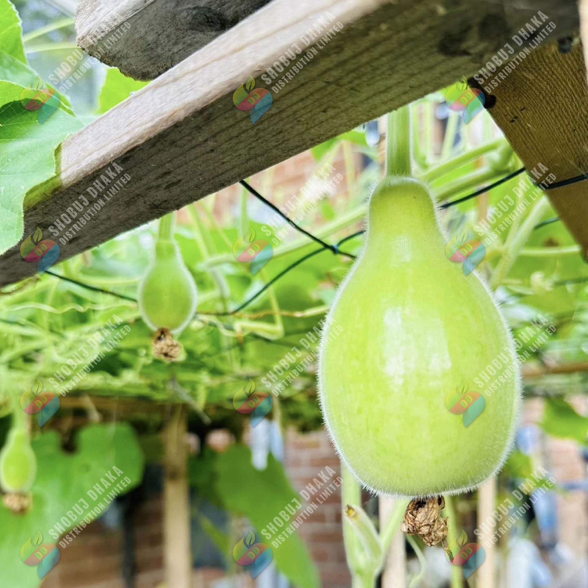 Picture of F1 HYBRID Bindu Lau 5pcs Seeds Re-Pack THAILAND