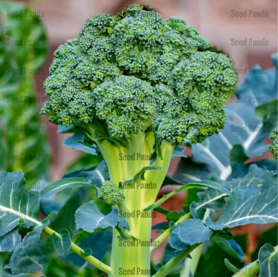 Picture of HYBRID F1 Broccoli Seeds 10pcs Re-Pack (JAPAN)