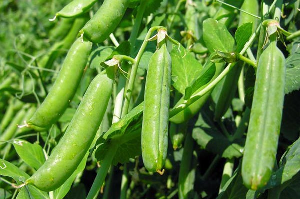 Picture of Hybrid Motorshuti Seeds 5gm Re-Pack