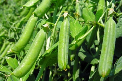 Picture of Hybrid Motorshuti Seeds 5gm Re-Pack