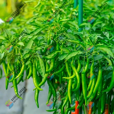 Picture of PREMIUM Epsom Salt Fertilizer For Any Plant 150 gm SD991