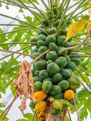 Picture of Hy. Shah Papaya Seeds 10gm Intact Pack
