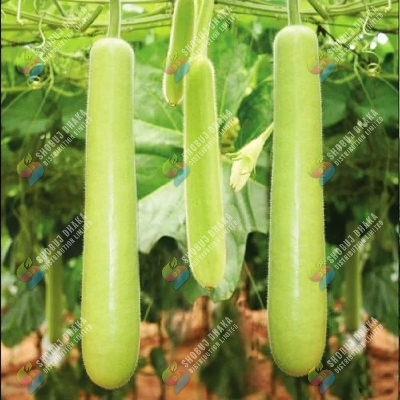 Picture of BARI-1 Hajari lau 0.1gm Intact Pack