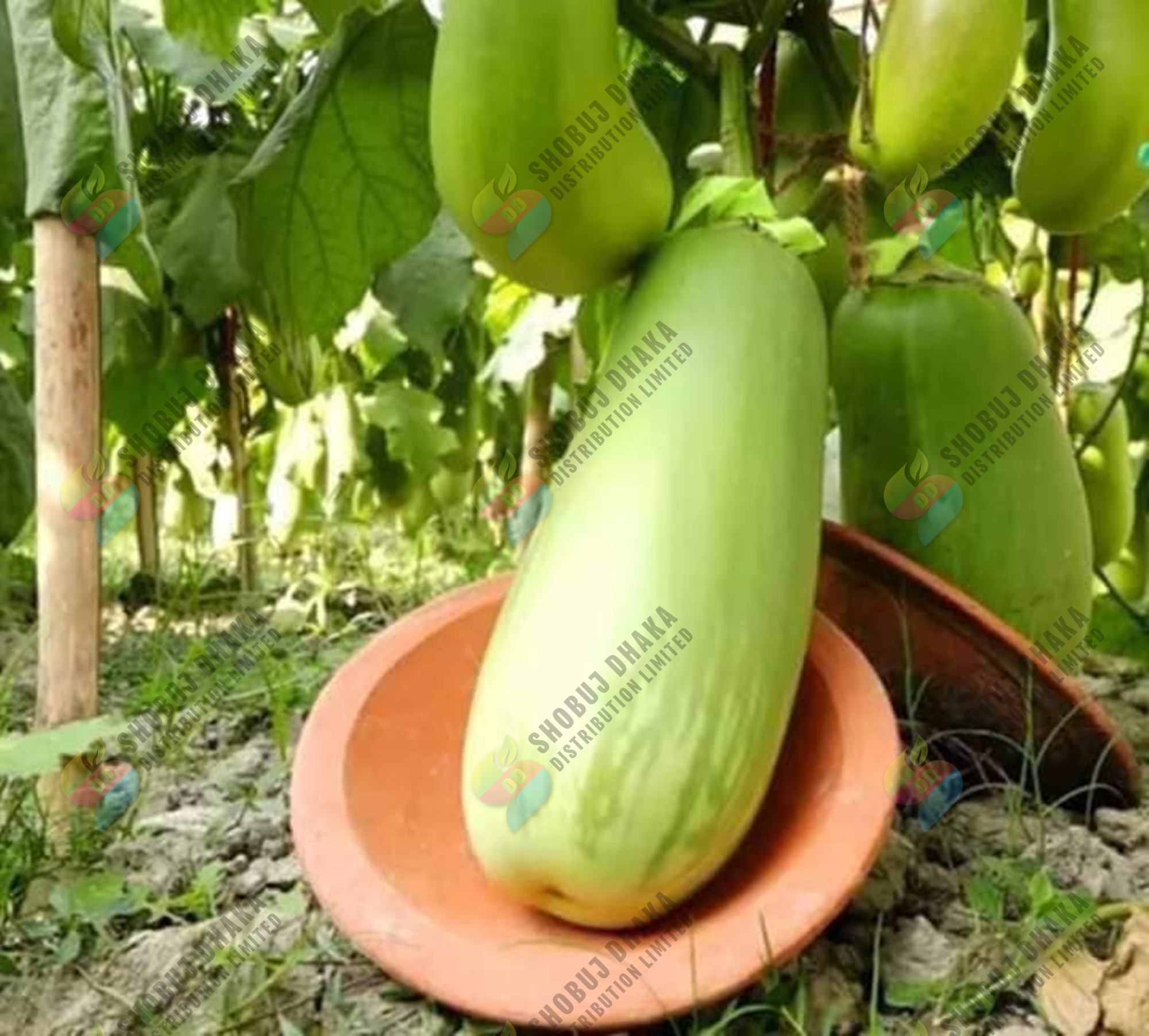 Picture of Hybrid Quality BARI-12 KG Begun Seeds (Eggplant Seeds) 15pcs