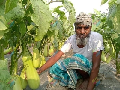 Picture of Hybrid Quality BARI-12 KG Begun Seeds (Eggplant Seeds) 15pcs