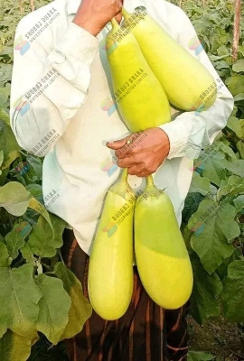 Picture of Hybrid Quality BARI-12 KG Begun Seeds (Eggplant Seeds) 15pcs