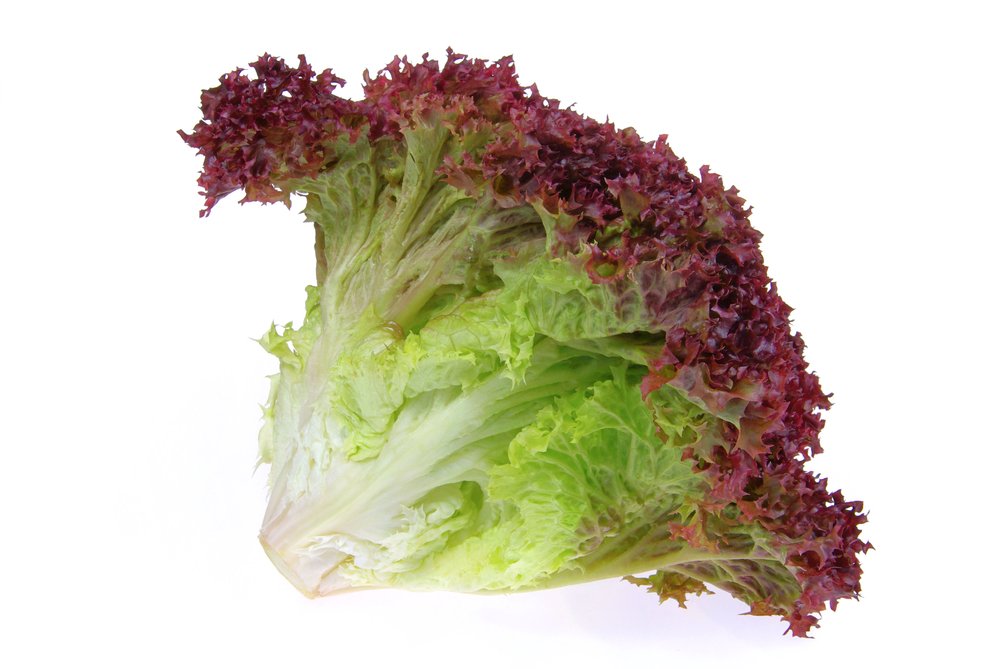 Picture of Red Lettuce Seeds 0.1gm Re-Pack (China)