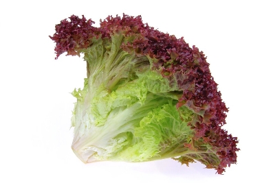 Picture of Red Lettuce Seeds 0.1gm Re-Pack (China)