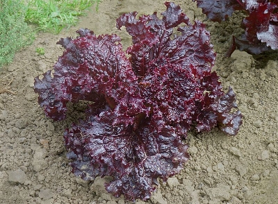 Picture of Red Lettuce Seeds 0.1gm Re-Pack (China)